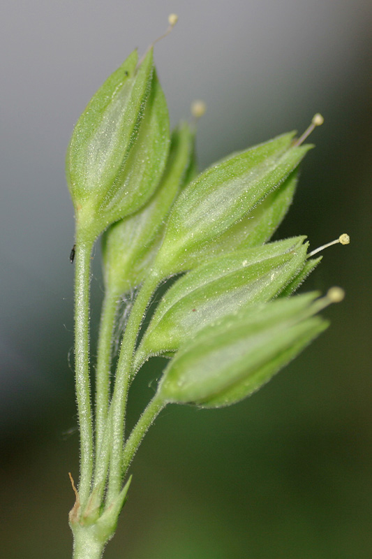 Fiori del Trentino